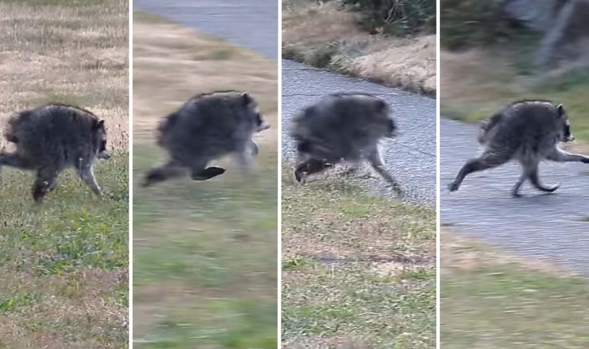 Seattle’s New Cryptid Is