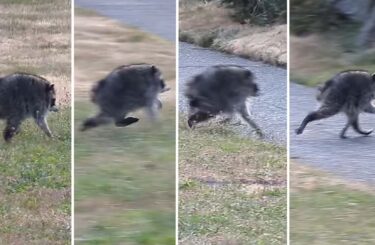 Seattle’s New Cryptid Is