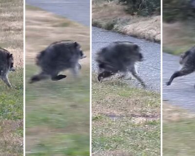 Seattle’s New Cryptid Is